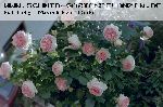 Pierre de Ronsard ('Eden Rose 85') - Moderne Strauchrosen