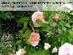 Evelyn - Englische Rosen