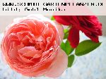 Abraham Darby - Englische Rosen