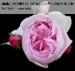 Heritage - Englische Rosen