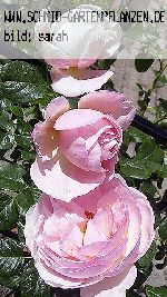Heritage - Englische Rosen