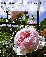 Heritage - Englische Rosen