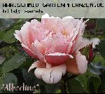 Albertine - Kletterrosen und Rambler