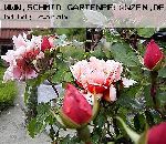 Albertine - Kletterrosen und Rambler