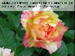 Rose des Cisterciens - Rosen von Delbard