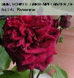 The Prince - Englische Rosen