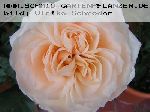 Perdita - Englische Rosen