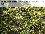 Banksiae Lutea - Kletterrosen und Rambler