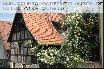 Bobbie James - Kletterrosen und Rambler