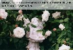 Winchester Cathedral - Englische Rosen