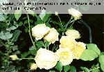 Graham Thomas - Englische Rosen