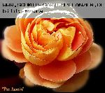 Pat Austin - Englische Rosen
