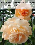 Buff Beauty - Rosa Moschata