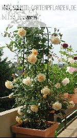 Buff Beauty - Rosa Moschata