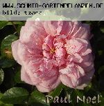 Paul No�l - Kletterrosen und Rambler