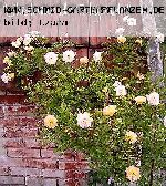 Ghislaine de F�ligonde - Kletterrosen und Rambler