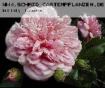 Paul No�l - Kletterrosen und Rambler