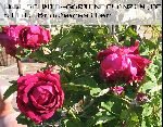 Alfred Colomb - Remontant Rosen