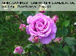 Chartreuse de Parme - Rosen von Delbard
