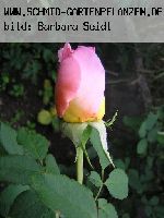 Papi Delbard - Rosen von Delbard