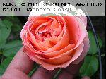 Papi Delbard - Rosen von Delbard
