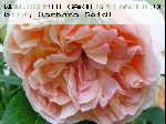 Papi Delbard - Rosen von Delbard