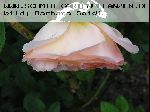 Papi Delbard - Rosen von Delbard