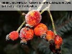 Rambling Rector - Kletterrosen und Rambler