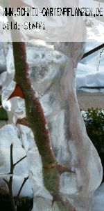 Ilse Krohn, Superior - Moderne Kletterrosen