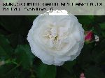 Boule de Neige - Rosa Borbonica