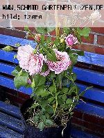 Anne Boleyn - Englische Rosen
