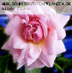 Anne Boleyn - Englische Rosen