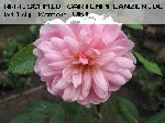 Mortimer Sackler - Englische Rosen
