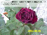 The Prince - Englische Rosen