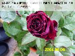 The Prince - Englische Rosen