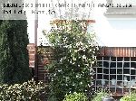 Paul's Himalayan Musk - Kletterrosen und Rambler