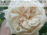 Gloire de Dijon - Kletterrosen und Rambler