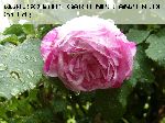 Variegata di Bologna - Rosa Borbonica