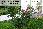 AUSlo - Englische Rosen