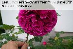 AUSlo - Englische Rosen