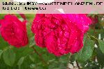 Benjamin Britten - Englische Rosen