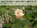 Gloire de Dijon - Kletterrosen und Rambler