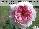 AUSwife - Englische Rosen