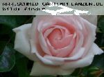 New Dawn - Moderne Kletterrosen