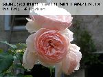 Heritage - Englische Rosen