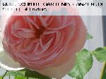 Heritage - Englische Rosen