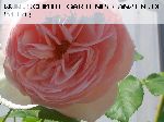 Heritage - Englische Rosen