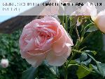 Heritage - Englische Rosen