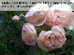 Heritage - Englische Rosen