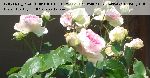 Pierre de Ronsard ('Eden Rose 85') - Moderne Strauchrosen